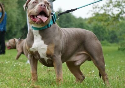 XL Bully: Rotherham charity opens a ‘secure’ field for dogs to play unmuzzled following bans on the large breed