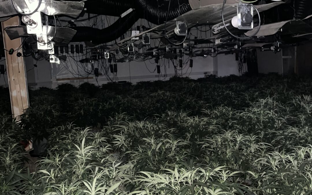 Over 400 cannabis plants worth £300,000 seized in Rotherham