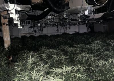 Over 400 cannabis plants worth £300,000 seized in Rotherham