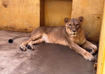 Four lions relocated to Yorkshire to escape Ukraine war