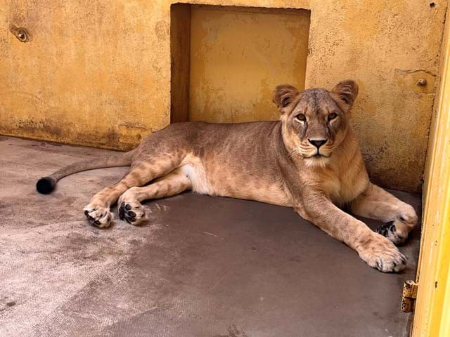 Four lions relocated to Yorkshire to escape Ukraine war