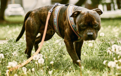 Doncaster XL Bully attack: ‘Take action now and protect your children’