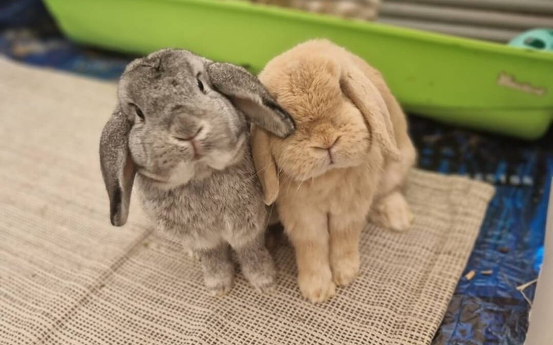 Barnsley rabbit bonding business to start a secondary charity