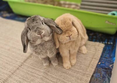 Barnsley rabbit bonding business to start a secondary charity