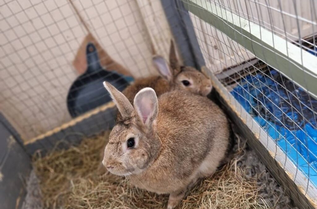 Barnsley rabbit bonding business to start a secondary charity