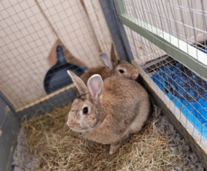 Barnsley rabbit bonding business to start a secondary charity