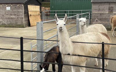 CRIA-ing out for a name
