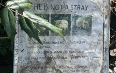 Beloved Cat’s house burned down