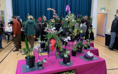 Orchid show set to bloom in Sheffield tomorrow