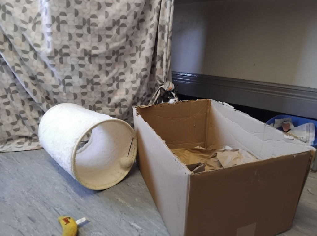 A black and white cat behind a cardboard box.