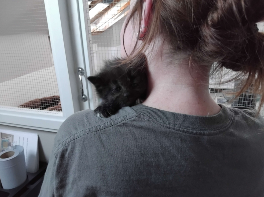 A kitten being held by a worker at the cat shelter.