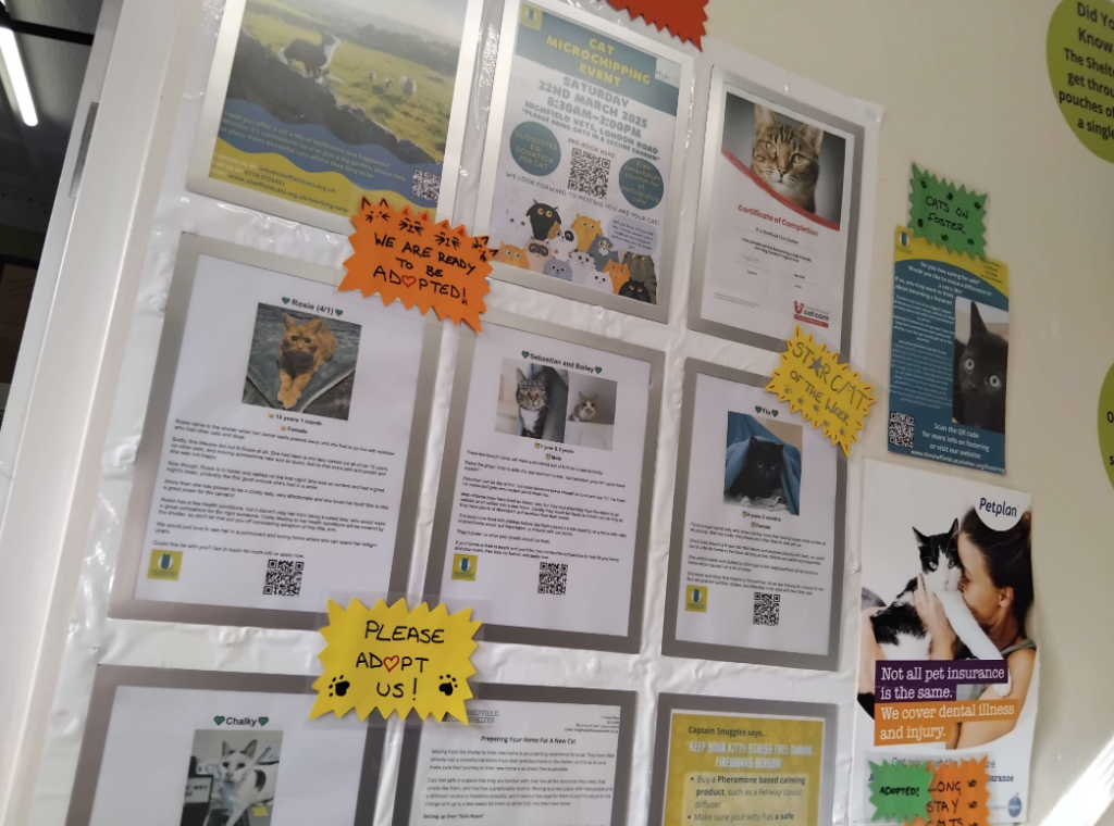 Posters in the Sheffield cat shelter listing cats that need to be adopted.