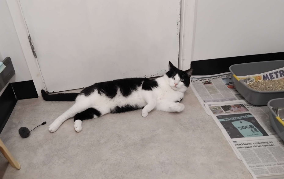 A black and white cat laying in front of a door in a cat shelter next to its litter tray.