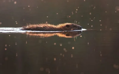 A study has begun for the reintroduction of Eurasian beavers into the wild