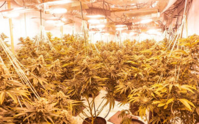 Teenage Aldo Hasani from Sheffield sentenced after police find cannabis farm