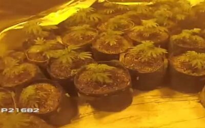 Millions of pounds in drugs seized in South Yorkshire as part of Operation Mille