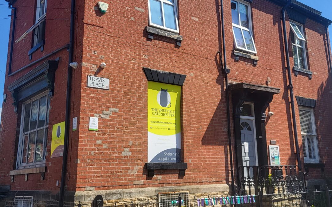 Sheffield cat charity celebrates its 128th birthday