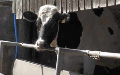 Campaigners call for greater awareness for Community Energy Projects