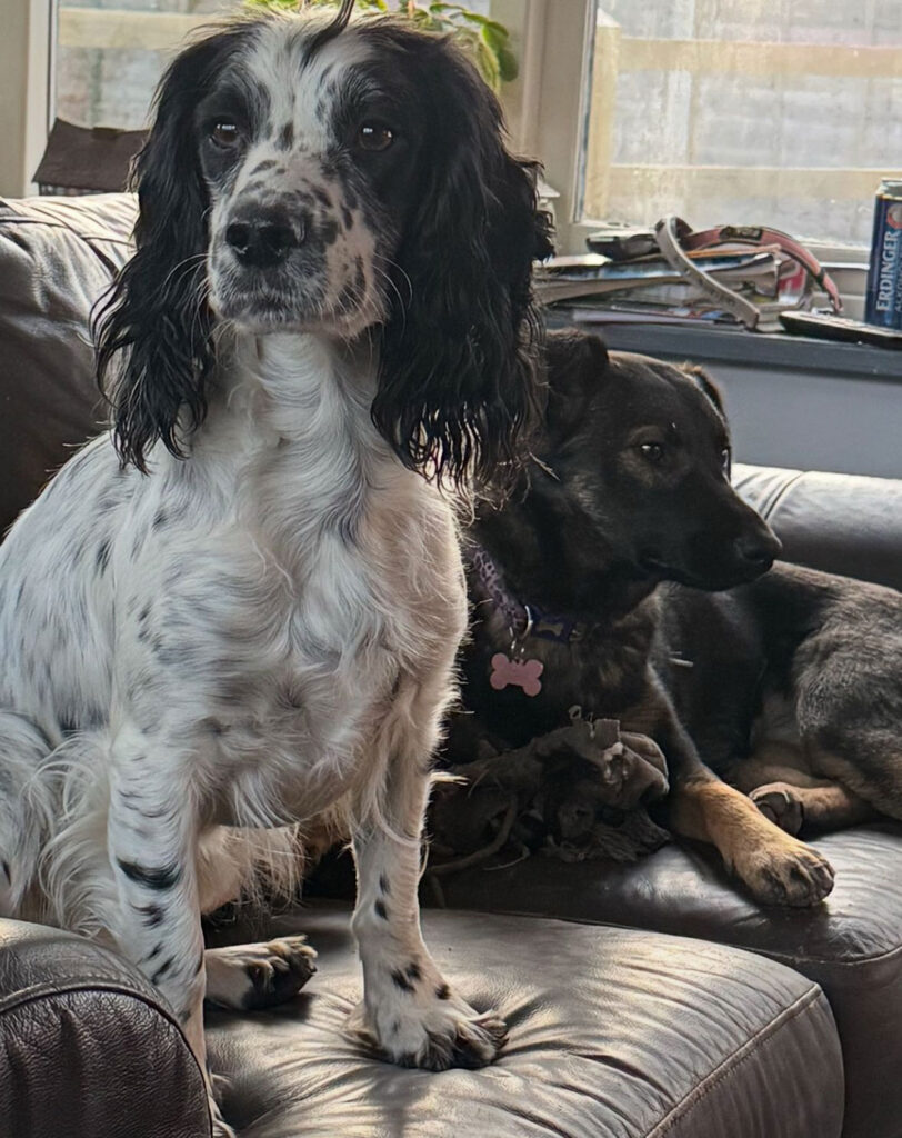 Springer Spaniel Darcy on the left and German Shepherd Athena on the left