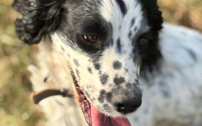 Volunteers rally to fund search drone in memory of late dog