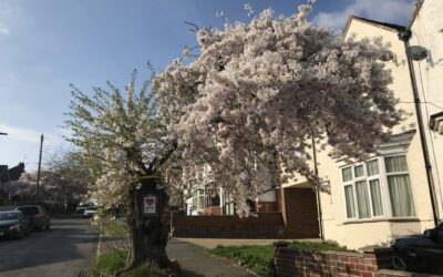 Sheffield Tree Action Group finally feel ‘vindicated’ after a long battle against the City Council