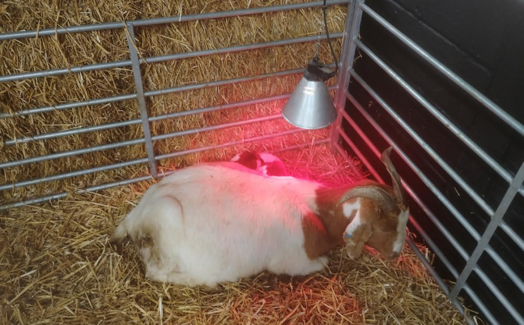 Mother and baby goats huddled under a heat lamp in straw