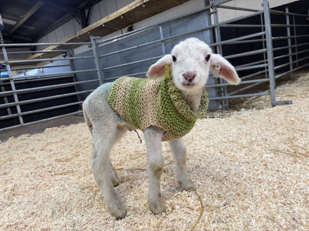 Lamb with green jumper on and can see whole side body and face