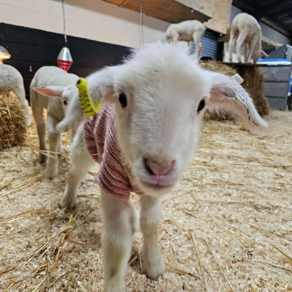 Lamb in pink jumper up close to camera