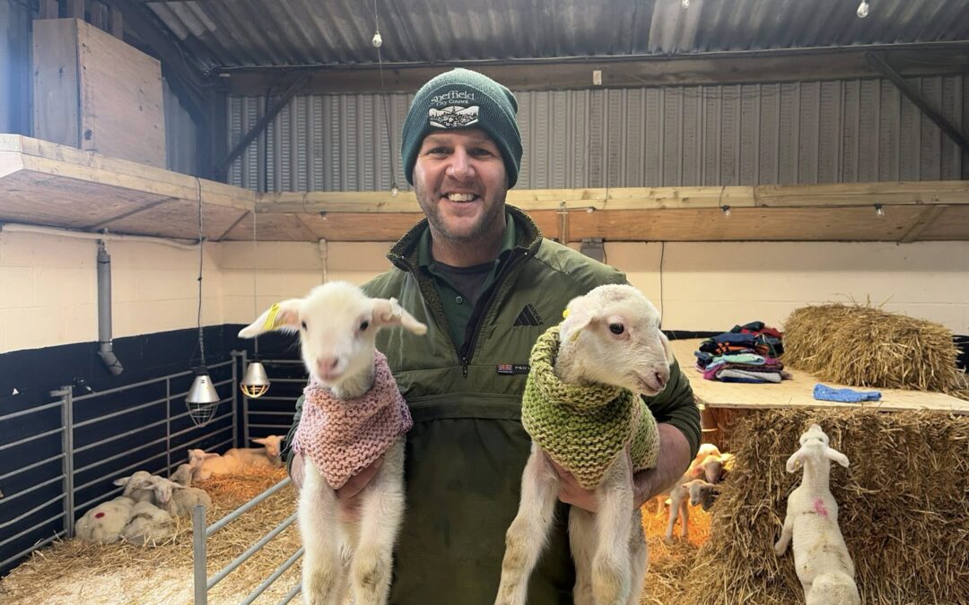 Farmer holding two baby sheep in a barn