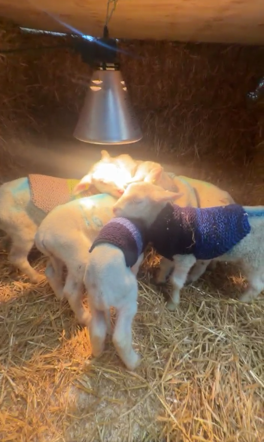 Multiple lambs under a heat lamp with jumpers on
