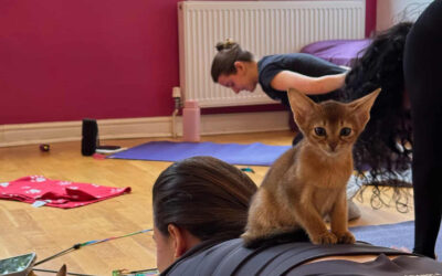 Sheffield to host Kitten Yoga experience