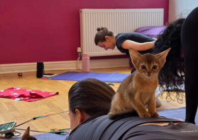 Sheffield to host Kitten Yoga experience