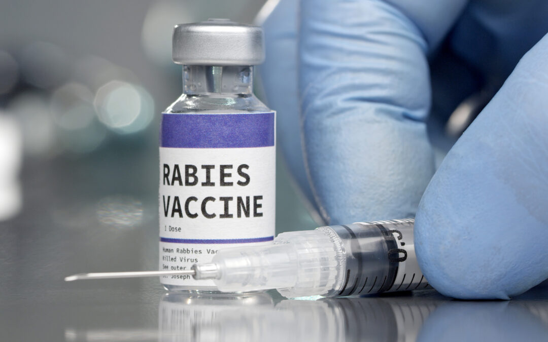 Inquest held after woman dies of rabies from being bitten by stray puppy in Morocco