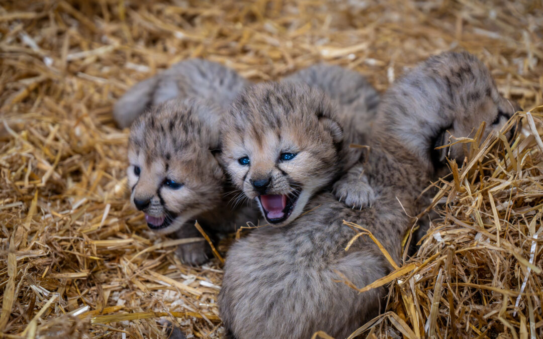 New arrivals at Yorkshire Wildlife Park Resort as cheetah cubs born