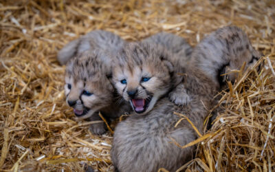 New arrivals at Yorkshire Wildlife Park Resort as cheetah cubs born