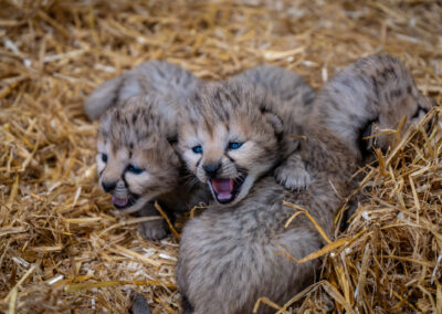 New arrivals at Yorkshire Wildlife Park Resort as cheetah cubs born