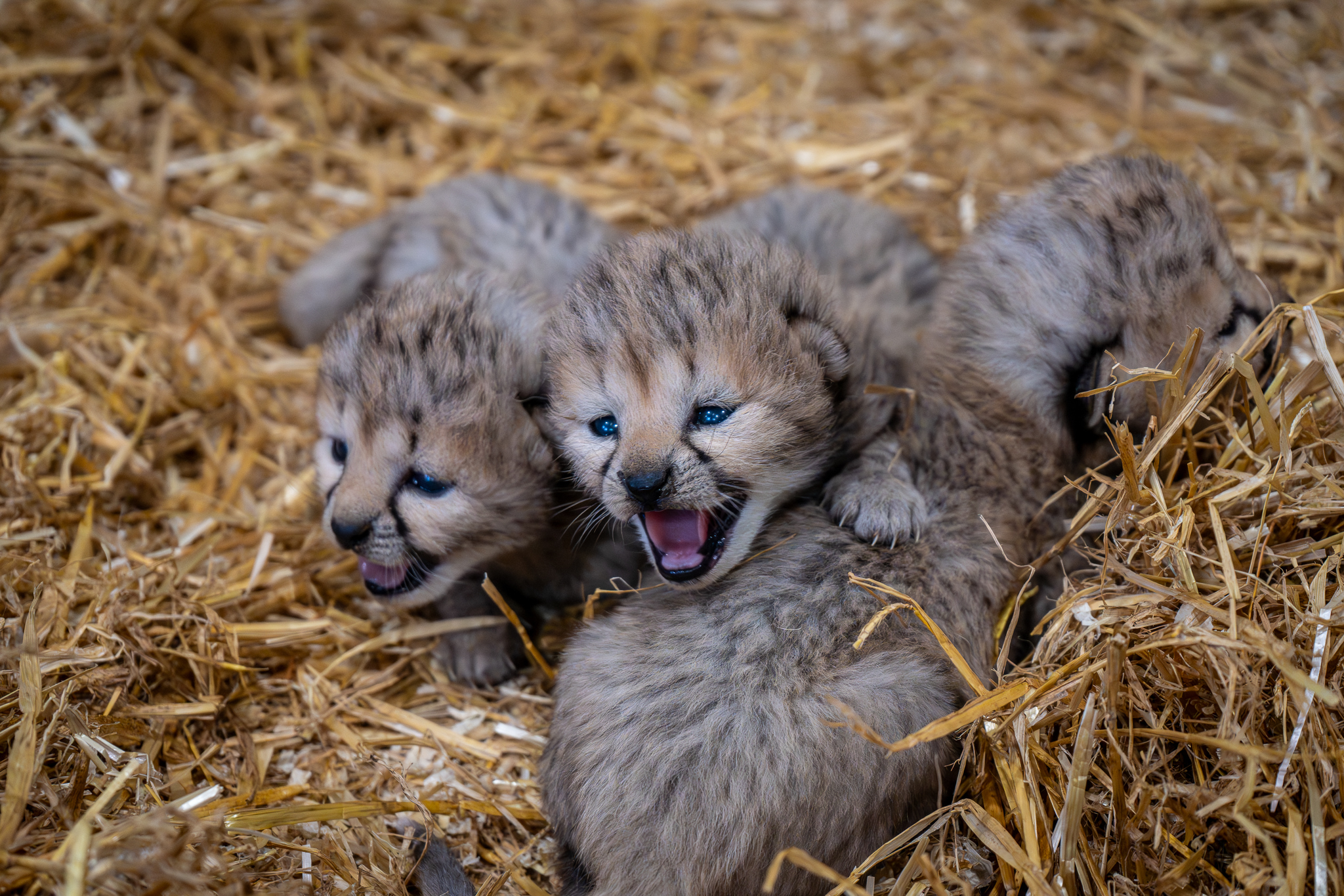 New arrivals at Yorkshire Wildlife Park Resort as cheetah cubs born