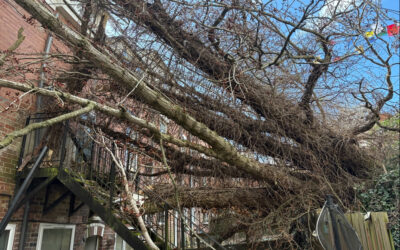 Residents evacuated after tree falls on houses in Sheffield