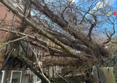 Residents evacuated after tree falls on houses in Sheffield