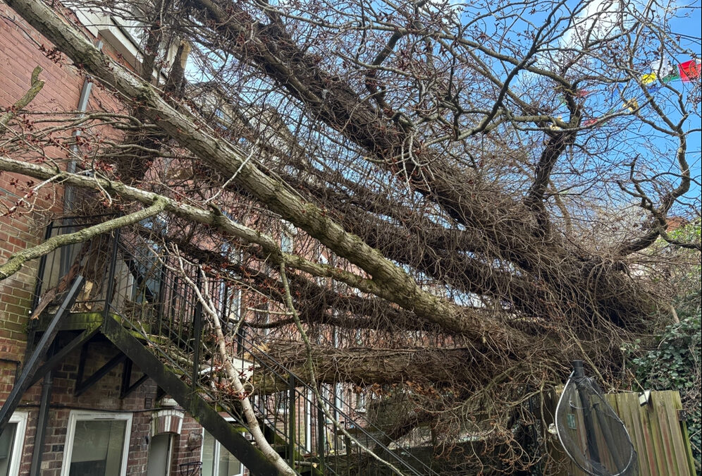 Residents evacuated after tree falls on houses in Sheffield