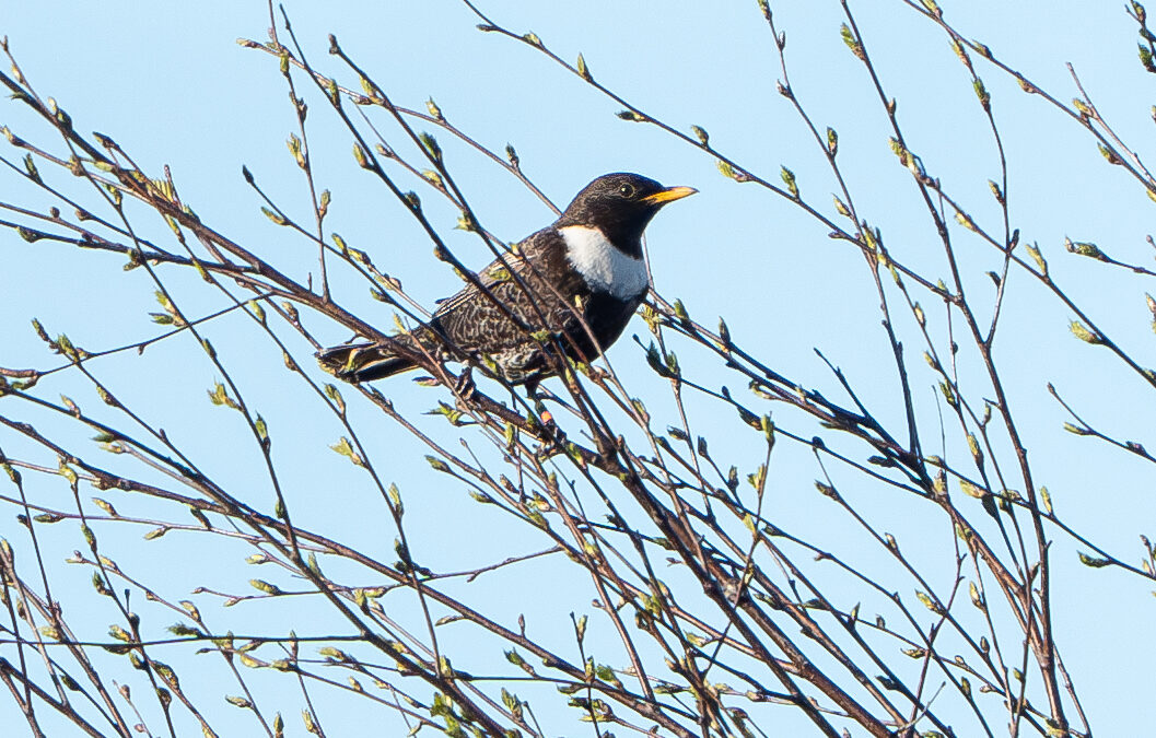 A ring ouzel in a tree