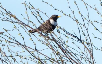 Ring ouzels return to the Peak District from Morocco