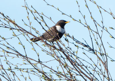 Ring ouzels return to the Peak District from Morocco
