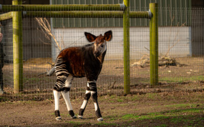 A baby Okapi has made its public debut at Yorkshire Wildlife Park
