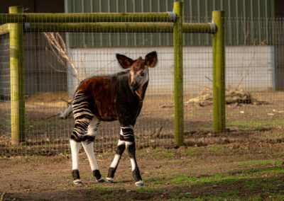 A baby Okapi has made its public debut at Yorkshire Wildlife Park