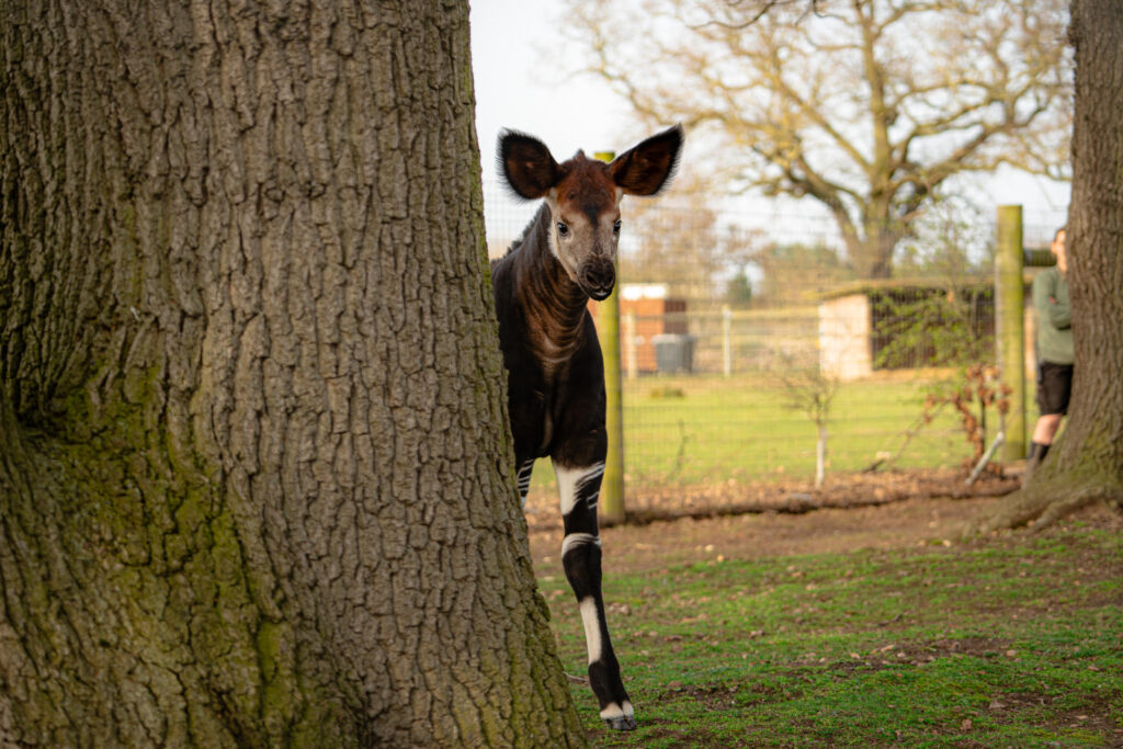 a photo of the baby okapi hiding behind a tree
