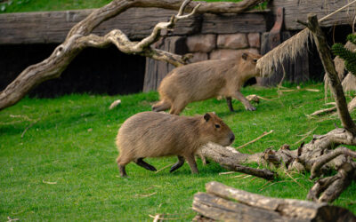 Yorkshire Wildlife Park welcomes a pair of capybara brothers