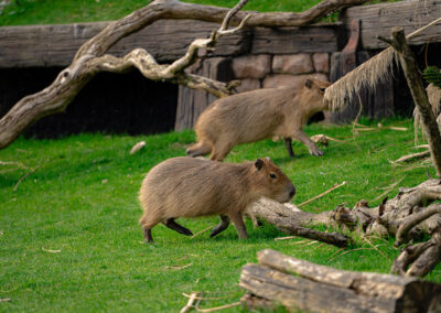 Yorkshire Wildlife Park welcomes a pair of capybara brothers