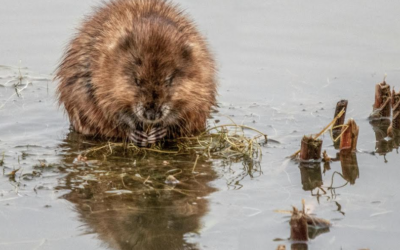 Endangered water voles spotted in Sheffield