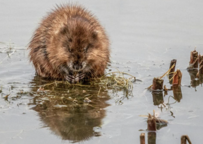 Endangered water voles spotted in Sheffield
